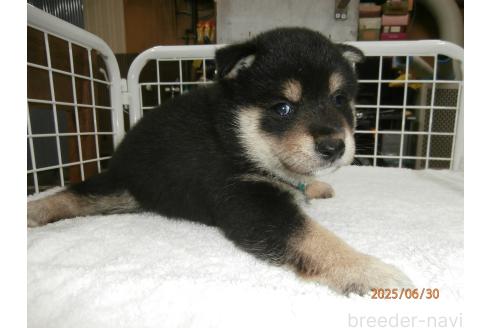 販売中の大阪府の柴犬-396766の2枚目